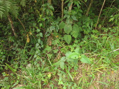 Hydrocotyle quinqueloba