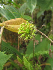 Hydrocotyle quinqueloba