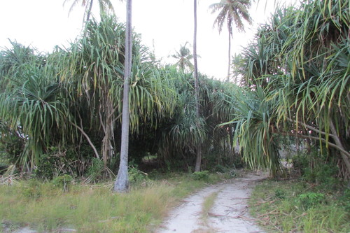 Pandanus kirkii observed 2021-03-01