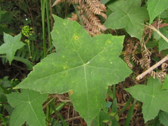 Hydrocotyle quinqueloba