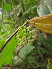 Hydrocotyle quinqueloba