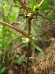 Hydrocotyle quinqueloba