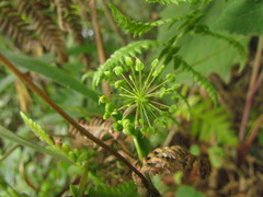 Hydrocotyle quinqueloba
