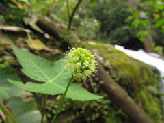 Hydrocotyle quinqueloba