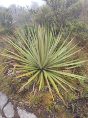 Puya goudotiana