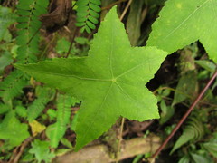 Hydrocotyle quinqueloba