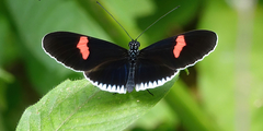 Heliconius erato cyrbia