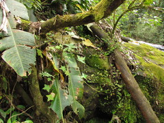 Hydrocotyle quinqueloba