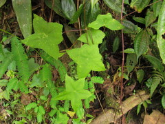 Hydrocotyle quinqueloba
