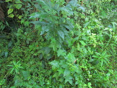 Hydrocotyle quinqueloba