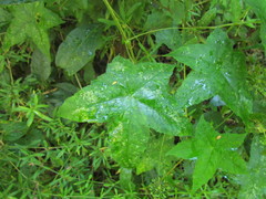 Hydrocotyle quinqueloba