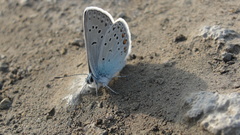 Polyommatus amandus