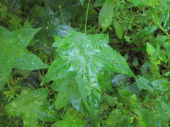 Hydrocotyle quinqueloba