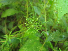 Hydrocotyle quinqueloba