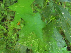 Hydrocotyle quinqueloba