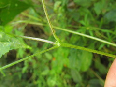 Hydrocotyle quinqueloba