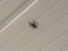 Asaphobelis physonychus