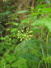 Hydrocotyle quinqueloba