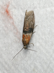 Sciota fumella