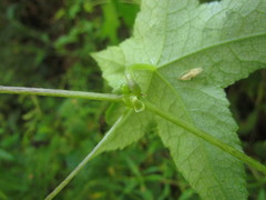 Hydrocotyle quinqueloba