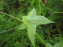 Hydrocotyle quinqueloba