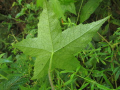 Hydrocotyle quinqueloba