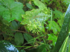 Hydrocotyle quinqueloba