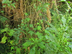Hydrocotyle quinqueloba