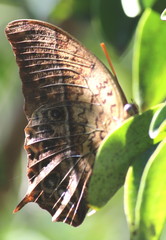 Charaxes varanes varanes