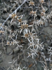 Petrosimonia brachiata