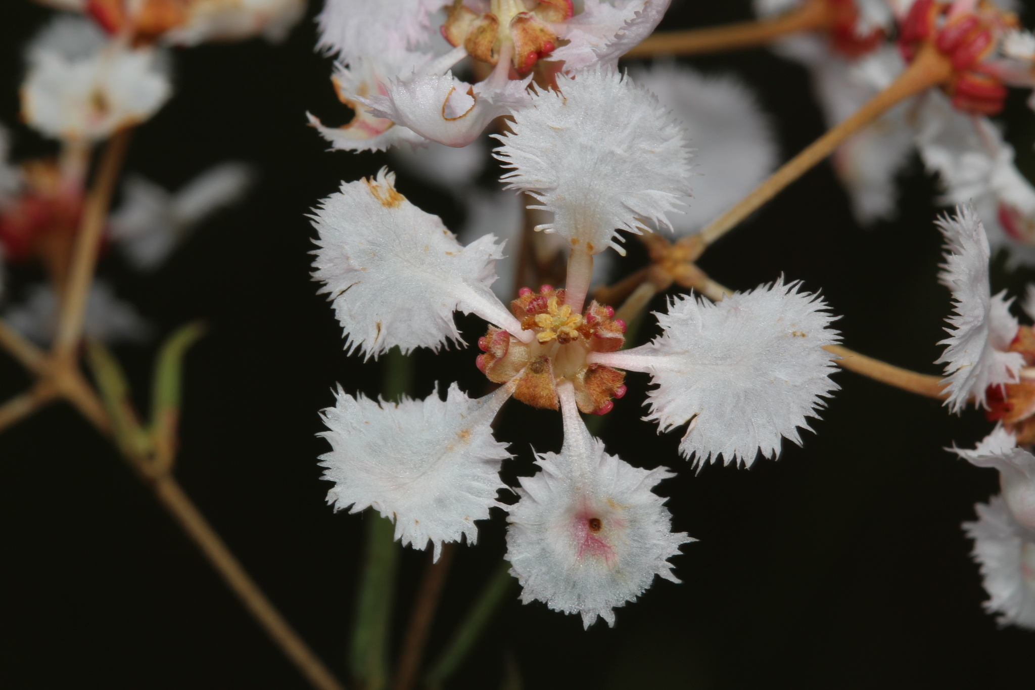 Banisteriopsis Malifolia (Nees & Mart.) B.Gates