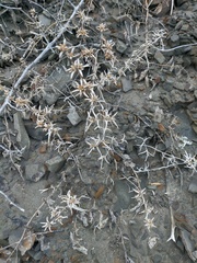 Petrosimonia brachiata
