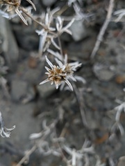 Petrosimonia brachiata