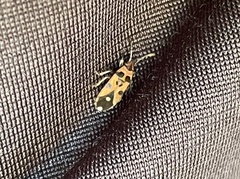 Horvathiolus delicatulus