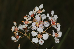 Banisteriopsis malifolia