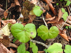 Asarum caucasicum