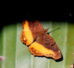 Eurytela dryope angulata