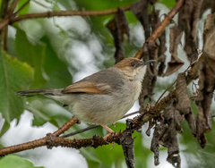 Cisticola cantans
