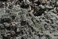 Cryptoblepharus africanus