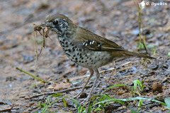 Spot-Winged Thrush photo 1