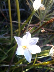 Triteleia peduncularis