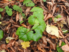 Asarum caucasicum