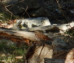 Passerella iliaca