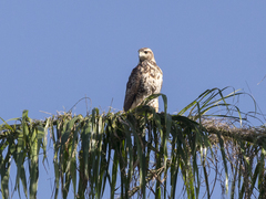 Parabuteo unicinctus