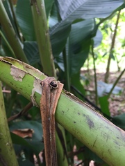 Coleoptera