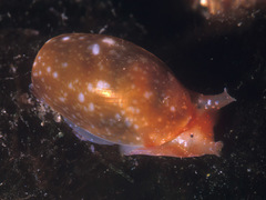 Bulla peasiana