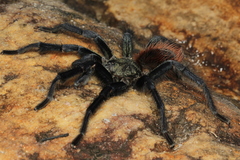 Pterinopelma sazimai