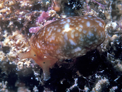 Bulla peasiana