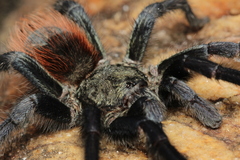 Pterinopelma sazimai