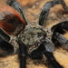Pterinopelma sazimai - Photo (c) a_f_r, some rights reserved (CC BY-NC), uploaded by a_f_r